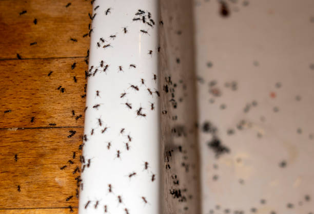 Pest Control Cost in Chappaqua, NY